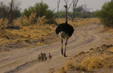Savuti Game Viewing